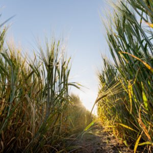 Sugarcane residues could open a new supply opportunity for sustainable aviation fuel.