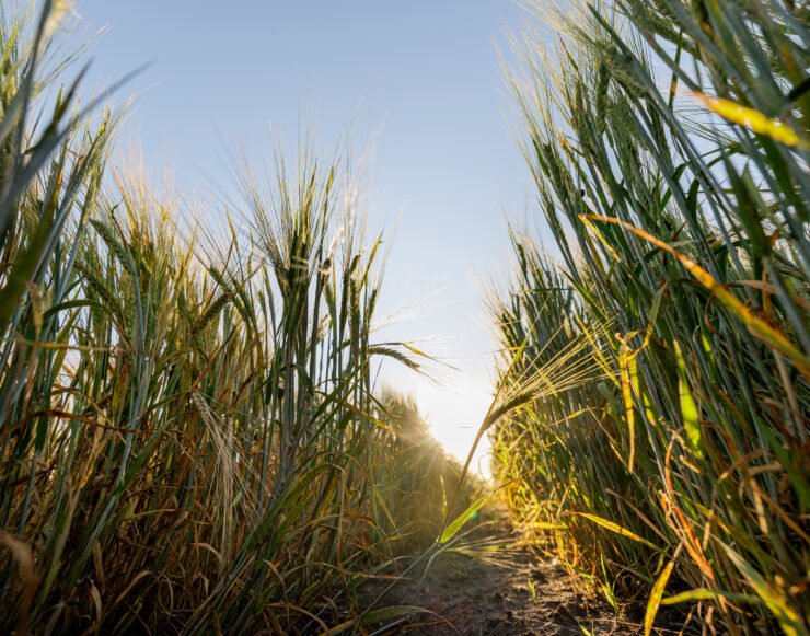 Sugarcane residues could open a new supply opportunity for sustainable aviation fuel.